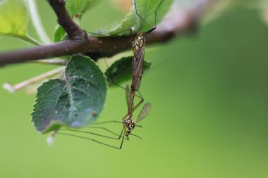 Böcekler bitkilerden tedavisinde