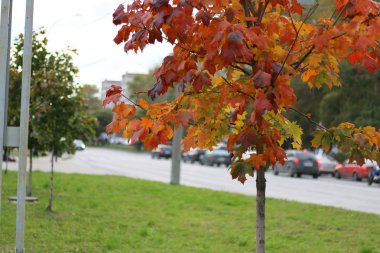 renkli akçaağaç arka plan yol