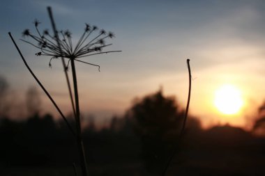 bahar günbatımı dalda