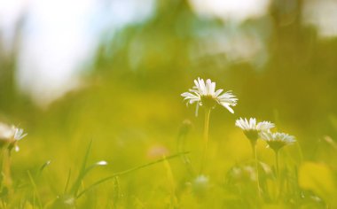 renkli çiçek günbatımı alanında