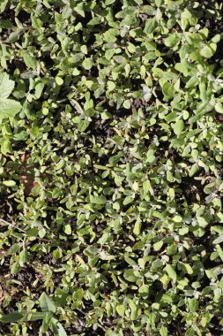 Bahar doğa. Yaprakları ve çalılar ilk yeşil yaprakları ile 