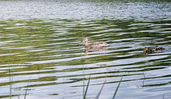 池塘上的鸟儿。一群鸭子和鸽子在水中。mi — 图库照片