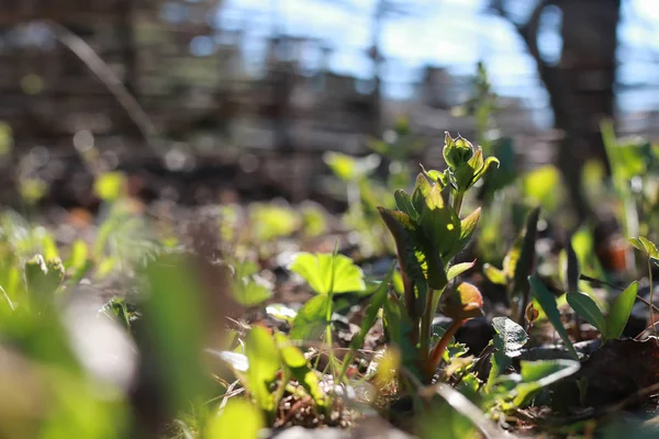 Grama de primavera e flor — Fotografia de Stock