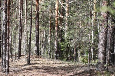 Çam ormanı içinde kar altında baharın başlangıcı. Orman BM