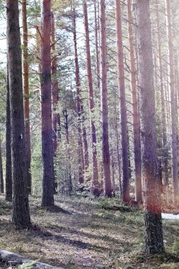 Çam ormanı içinde kar altında baharın başlangıcı. Orman BM