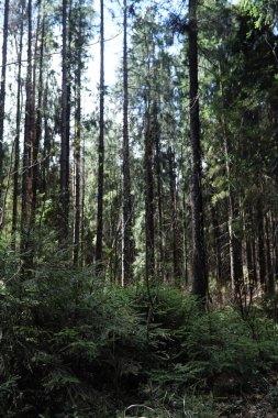 Çam ormanı. Bir ormanın derinliklerinde. Orman yolları ile yolculuk. T