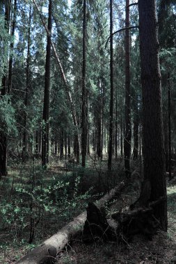 Çam ormanı. Bir ormanın derinliklerinde. Orman yolları ile yolculuk. T