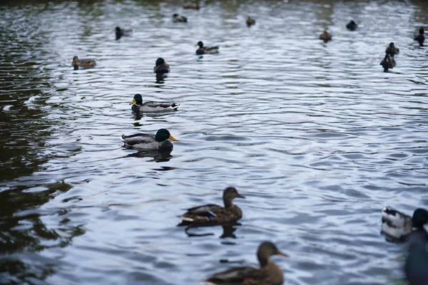 Vögel auf dem Teich. ein Schwarm Enten und Tauben am Wasser. mi — Stockfoto