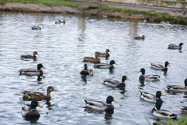 Vögel auf dem Teich. ein Schwarm Enten und Tauben am Wasser. mi — Stockfoto