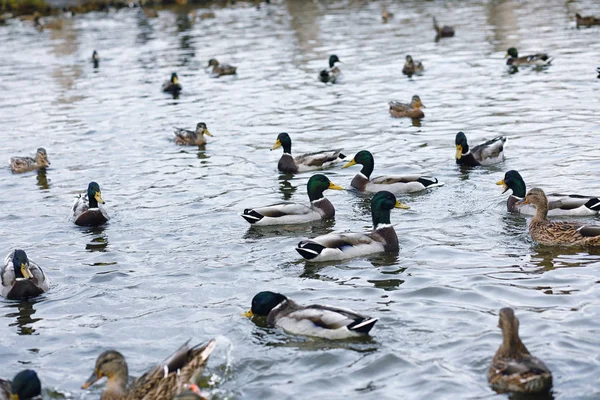 池の上の鳥。アヒルや水によってハトの群れ。Mi — ストック写真