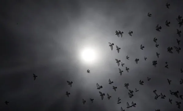 Nuvens de chuva no céu e um bando de pombos. O religioso — Fotografia de Stock