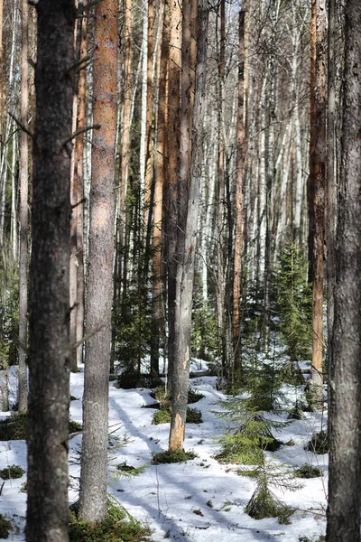 Dennenbos in het begin van de lente onder de sneeuw. Forest un — Stockfoto