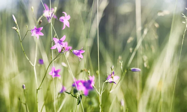 Landschap is zomer. Groene bomen en gras in een land van het platteland — Stockfoto