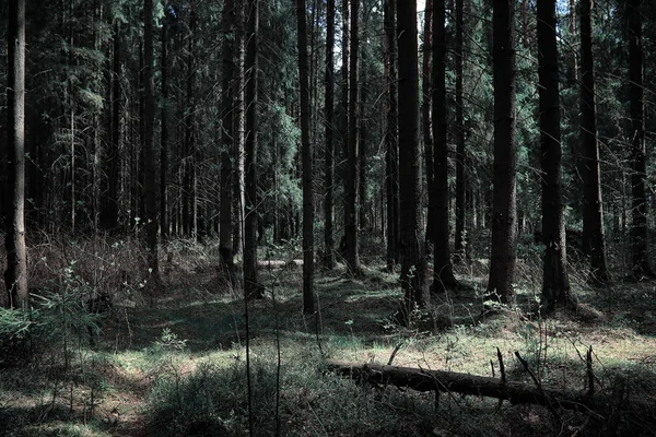 Bosque de pinos. Profundidad de un bosque. Viaje a través de senderos forestales. T — Foto de Stock