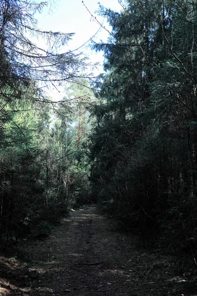 Pine forest. Depths of a forest. Journey through forest paths. T — Stock Photo, Image