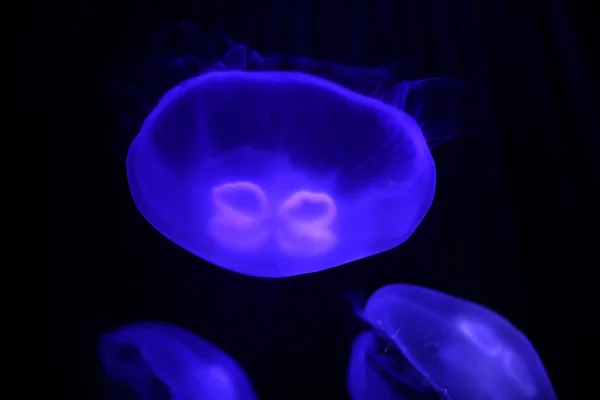 Medusas multicoloridas nadam debaixo de água — Fotografia de Stock