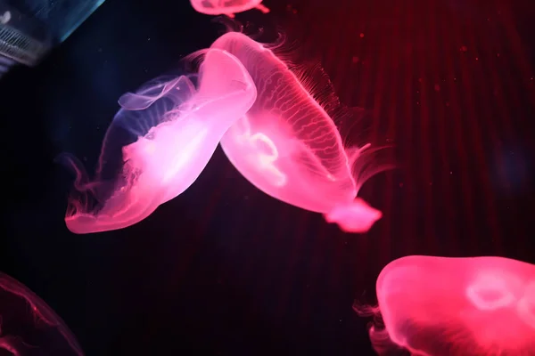 물 속에서 여러 가지 빛깔된 해파리 수영 — 스톡 사진