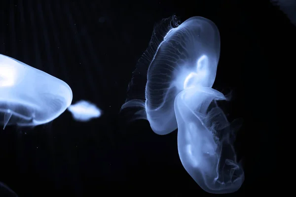 Blue jellyfish swim under water — Stock Photo, Image