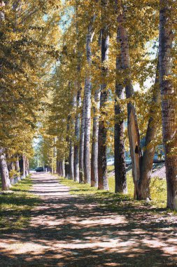 Sarılık ile kavak sokak geç yaz aylarında bırakır