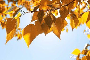 Yellow autumn leaves of trees on clear blue sky clipart
