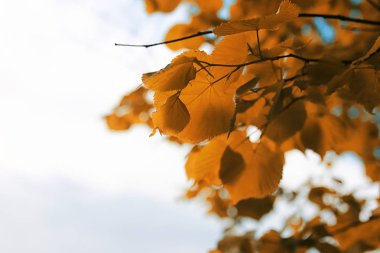 Açık mavi gökyüzünde sarı sonbahar yaprakları