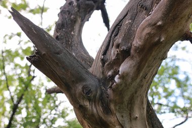 doku eski kurumuş ağaç bahar başında