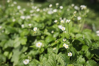 Yatay yaz mevsimindeyiz. Yeşil ağaç ve otların arasında kırsal arazi