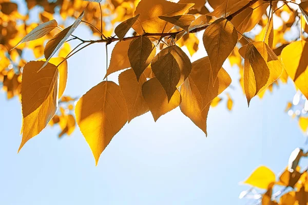 Yellow autumn leaves of trees on clear blue sky — Stock Photo, Image