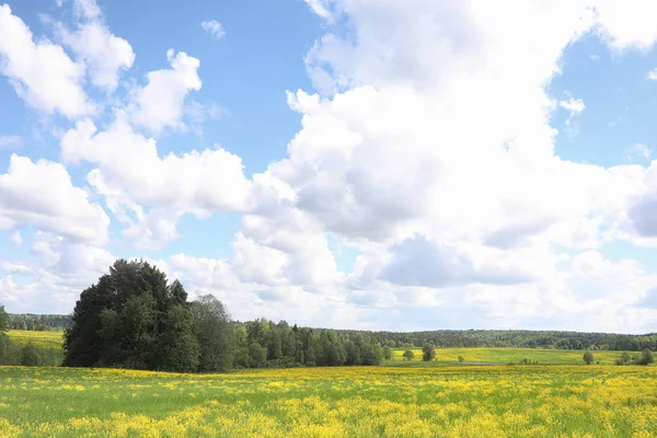 Yatay yaz mevsimindeyiz. Yeşil ağaç ve otların arasında kırsal arazi