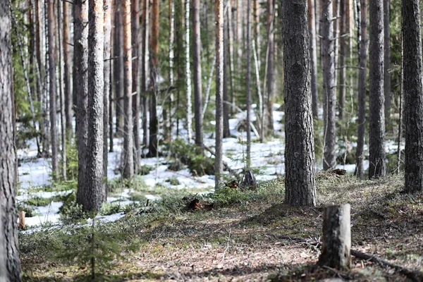 눈 아래 봄의 시작에 소나무 숲. 숲 유엔 — 스톡 사진
