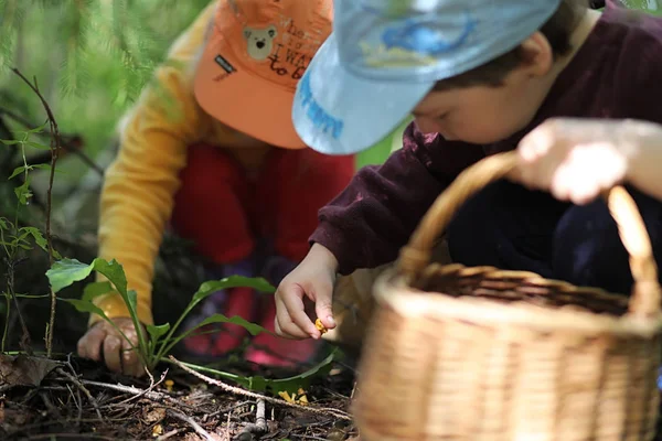 Çocuklar mantar için ormana gider.