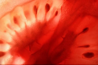 Kırmızı domates tohumları doku ile ikiye böldüm