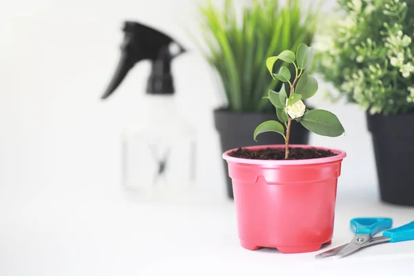 Planta en maceta en un trasplante y cuidado — Foto de Stock