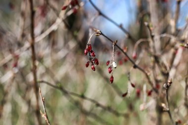 gün batımında Berry kızamık
