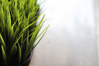 ahşap bir masa üzerinde lezzetli fındık