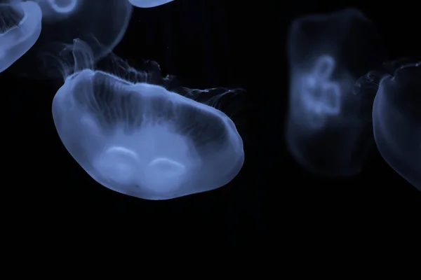 Blue jellyfish swim under water — Stock Photo, Image