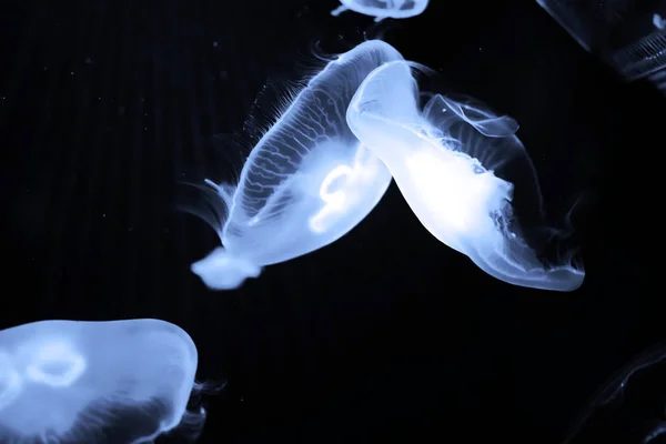 Синие медузы плавают под водой — стоковое фото