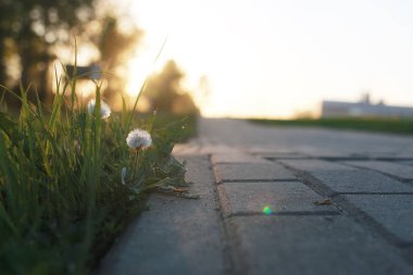 gün batımında kaldırım taşı ile büyüyen çiçek