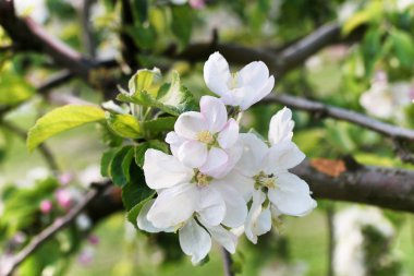 Erken Bahar çiçekli elma ağacı parlak beyaz çiçekli