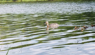 Su birikintisi kuşlarda. Bir sürü ördek ve güvercin su. Mi
