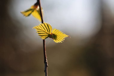 Bahar taze yaprakları bir ağaç günbatımı üzerinde
