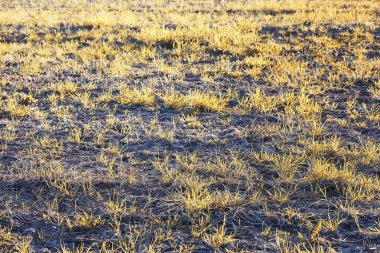 Sonbahar doğa. Yaprakları ve çalılar p sarı yaprakları ile