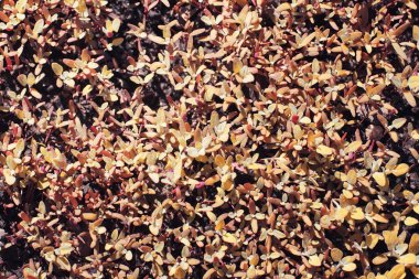 Sonbahar doğa. Yaprakları ve çalılar p sarı yaprakları ile