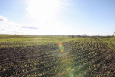 Yatay yaz mevsimindeyiz. Yeşil ağaç ve otların arasında kırsal arazi