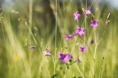 Yatay yaz mevsimindeyiz. Yeşil ağaç ve otların arasında kırsal arazi