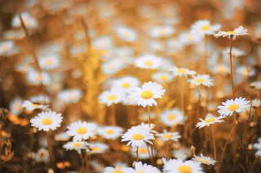 Papatya ile sonbahar alan