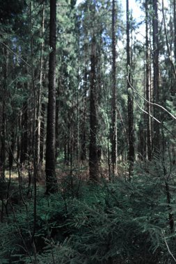 Çam ormanı. Bir ormanın derinliklerinde. Orman yolları ile yolculuk. T