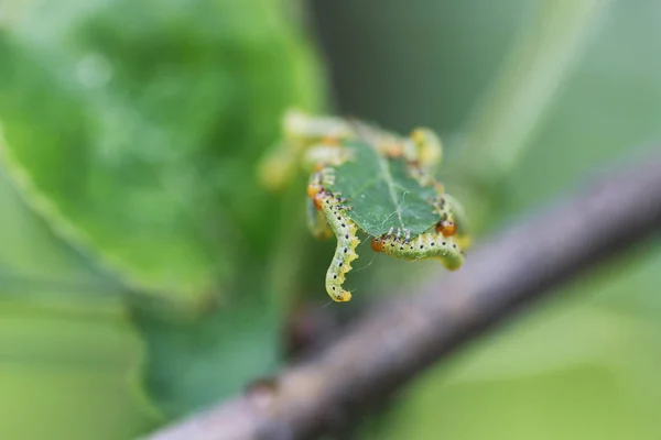 Böcekler bitkilerden tedavisinde — Stok fotoğraf