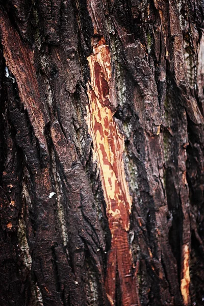 Corteccia dell'albero di sfondo — Foto Stock