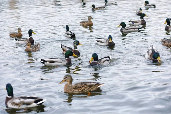 Su birikintisi kuşlarda. Bir sürü ördek ve güvercin su. Mi